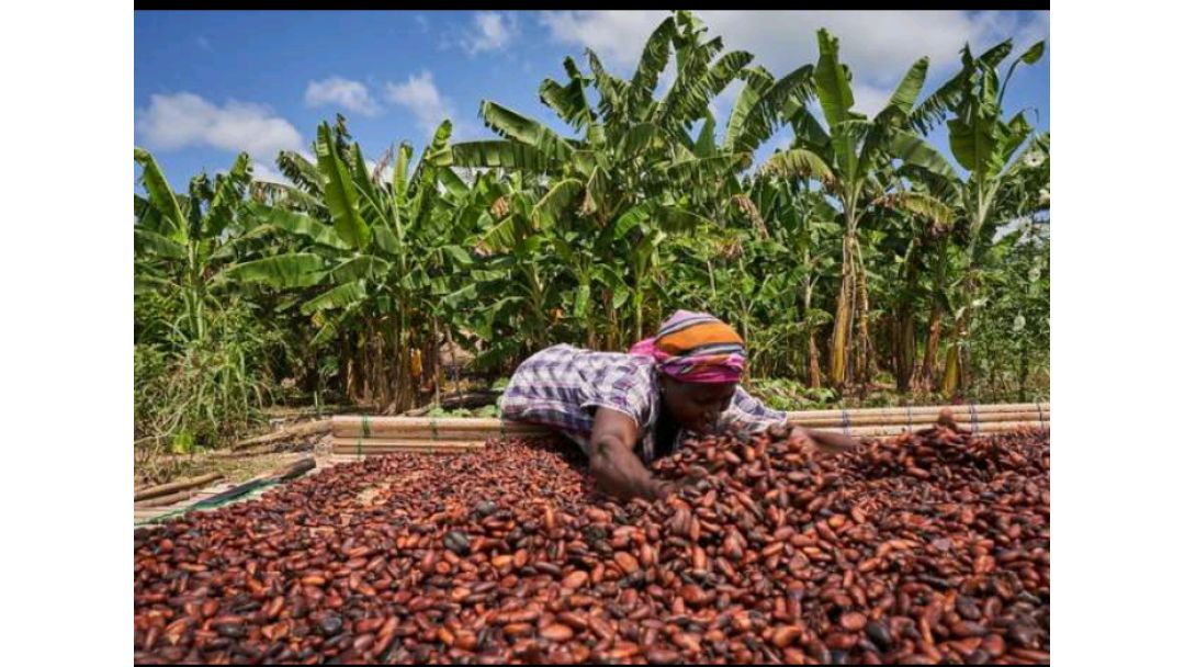 Ondo Govt. cracks down on cocoa adulteration