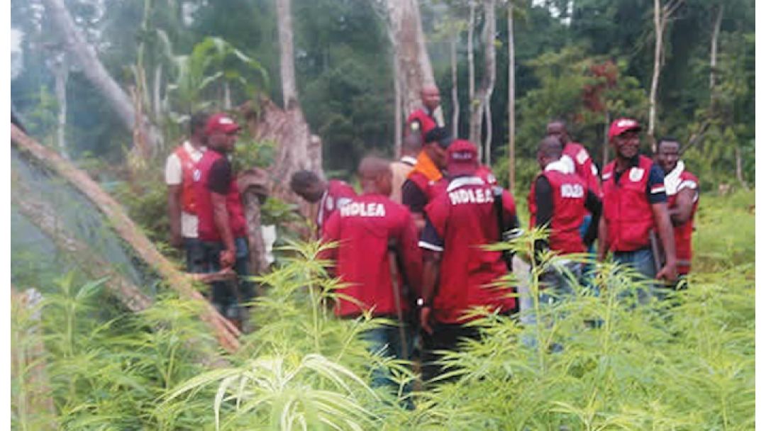 Suspected Drug Traffickers Attack NDLEA, Army Operatives During Edo Raid