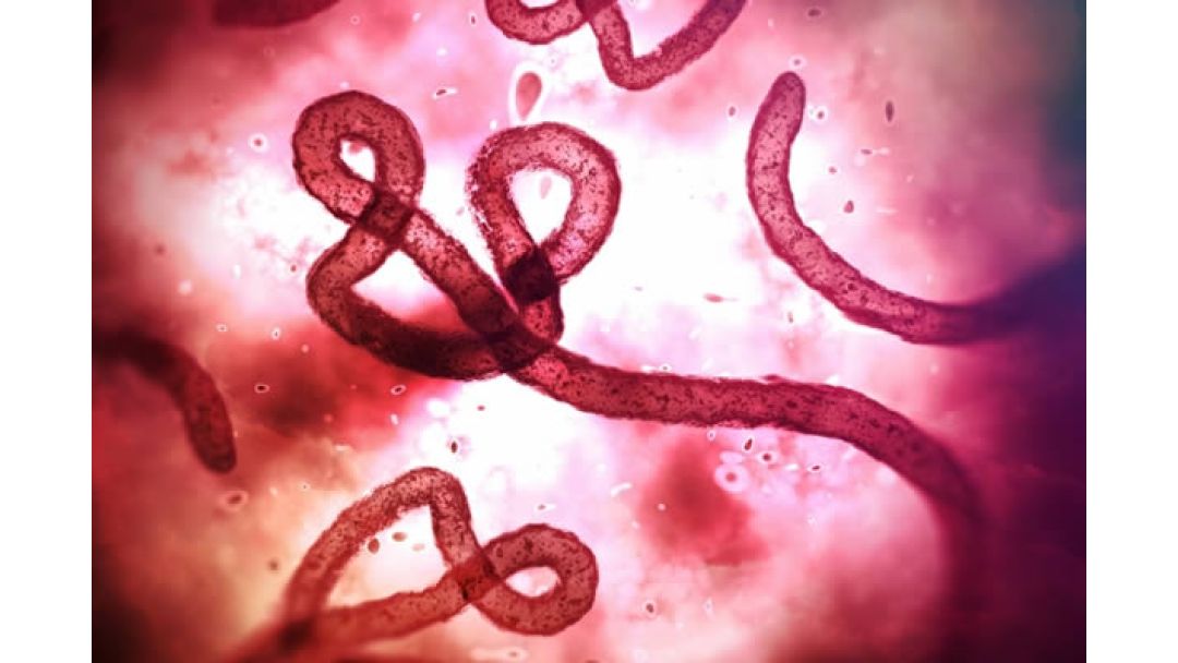 Naịjirịa Ewelitela Nlekọta Ka Ebola Gbusịrị Ndị 80 Na Congo