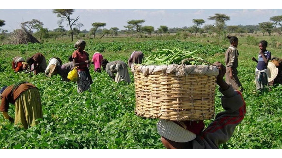 FCT farmers decry hike in fertiliser prices