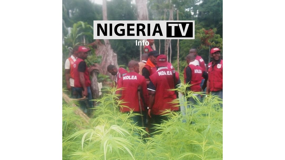 NDLEA raids forests in Edo, Delta, Ondo, Taraba, destroys 75,544kg skunk